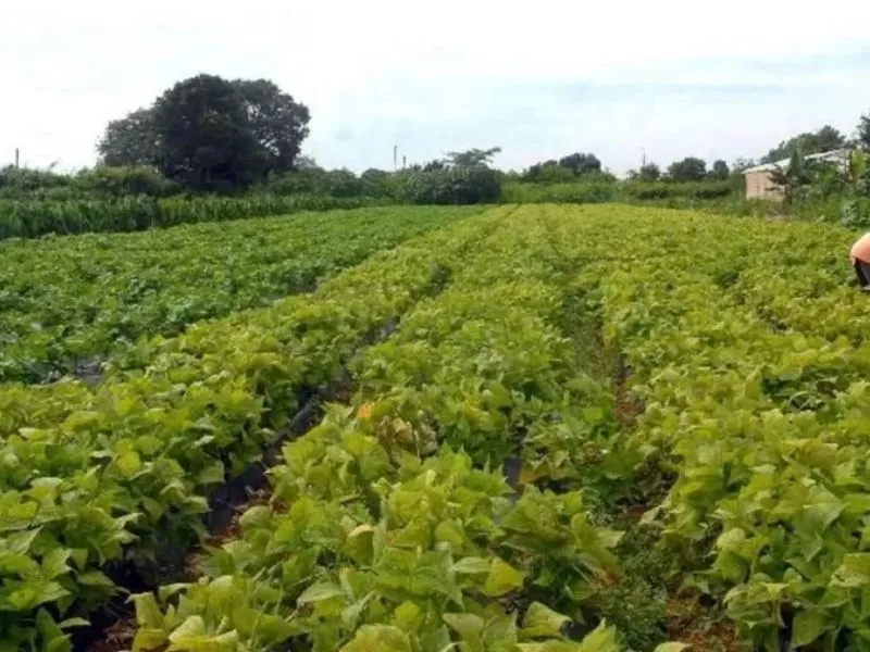 Plano Safra 24/25 é lançado para agricultura empresarial / Foto: Agência Brasil